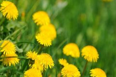 丙申日精论，丙申日命运分析，什么是丙申日