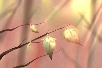 属虎 属虎