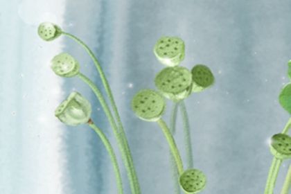 铜钱草