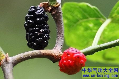 这东西真神奇 男人吃它补肾生发统统搞定