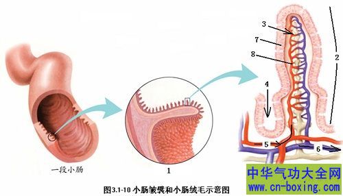 男人这里越粗体内细菌越多