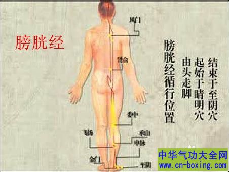 膀胱经