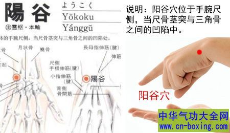 手上一个不老穴 可增强抗病力