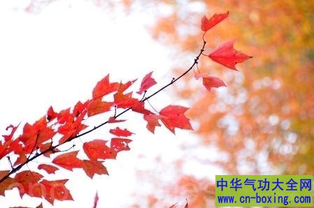 赏枫叶