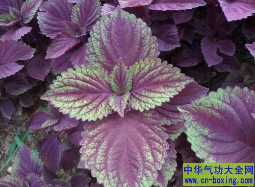 紫苏叶粥