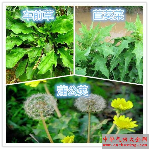 路边随处可见的10种野草是良药