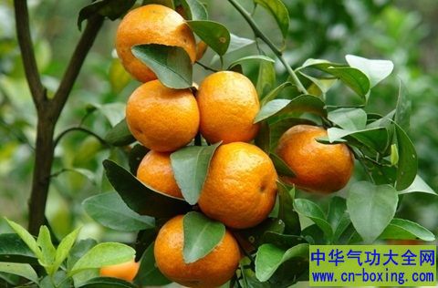 后悔以前都丢掉！8大橘子皮健康妙用