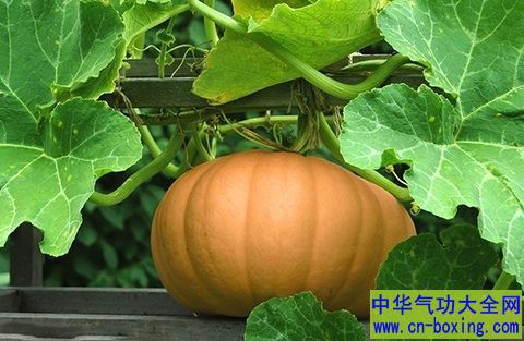 常吃这种瓜能解毒祛病还养颜
