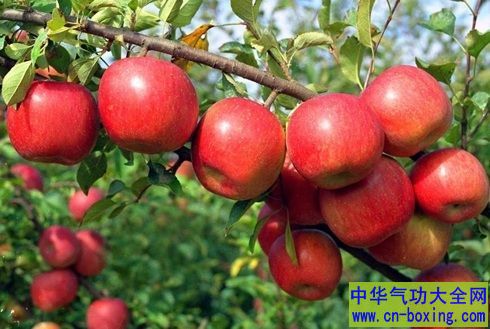 早上空腹吃苹果好吗？哪类人不宜吃苹果