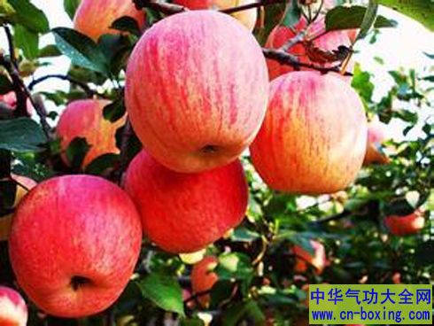 苹果的吃法