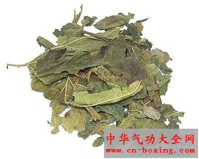 桑叶