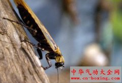 春夏驱虫妙招：对付蟑螂有法宝
