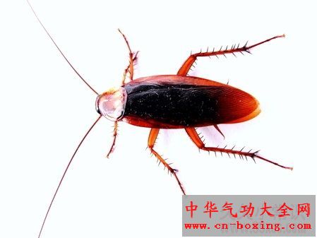 春夏驱虫妙招：对付蟑螂有法宝