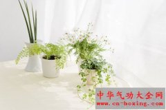 这三宝 帮白领族轻松抗疲劳和辐射
