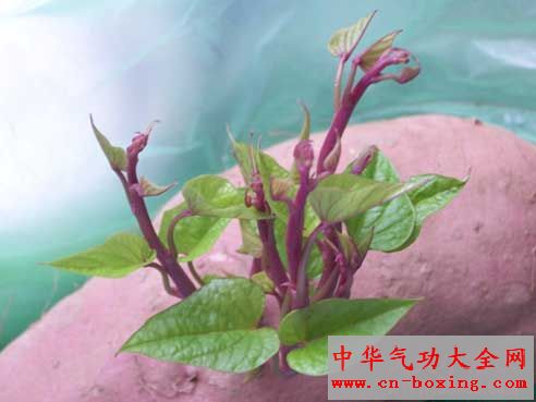地瓜发芽，可以吃