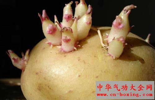 马铃薯发芽，快丢掉！