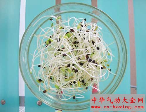 发芽后的荞麦