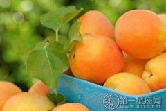 杏子的功效与作用 有何禁忌