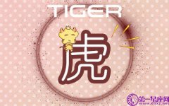 属虎分别养几条锦鲤最好