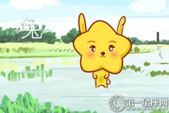 2019年猪年属兔运程完整版