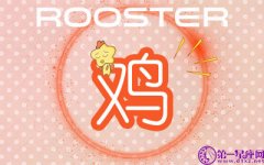 属鸡在什么情况下会走回头路
